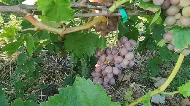 Втноград Z10