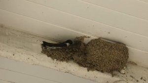 Как ласточка строит гнездо - наблюдения из жизни