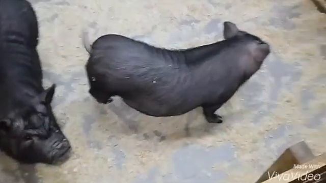 Наш поход в Зоопарк. МИНИ- ПИГИ. Животные смотреть онлайн