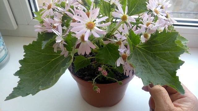 Комнатные цветы/ зацвёл кактус/ красота на окне. смотреть онлайн