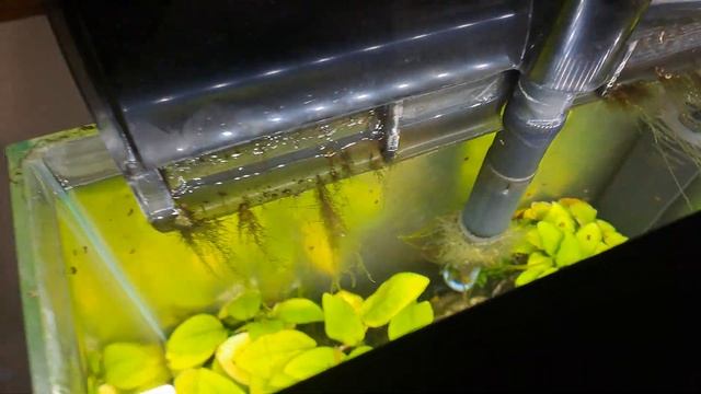 Вырастил за 4 месяца прекрасные Водоросли!) смотреть онлайн