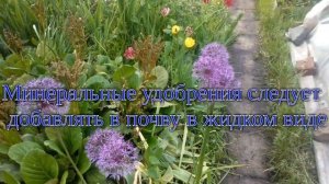 Тонкости выращивания дикого лука