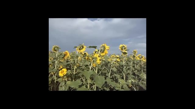 Солнечные цветы - целое море цветов! смотреть онлайн