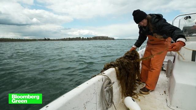 Kelp Farming Is Maine's New Cash Crop смотреть онлайн