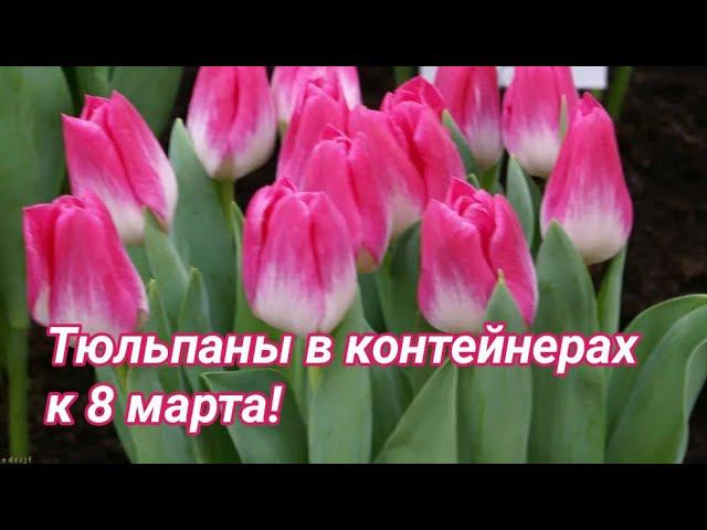 Тюльпаны к 8 марта в контейнерах. Охлаждение, высадка, проращивание. смотреть онлайн