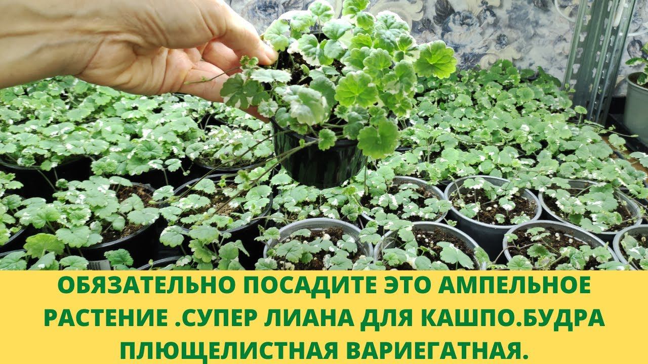 Обязательно посадите.Супер ампельное растение затмит своей красотой.Будра вариегатная. Зимний уход. смотреть онлайн
