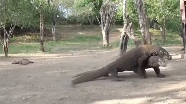 Most Amazing Wild Animal Attacks #4   Komodo Vs Cobra, Komodo Vs Anaconda   Komodo Dragon Attacks