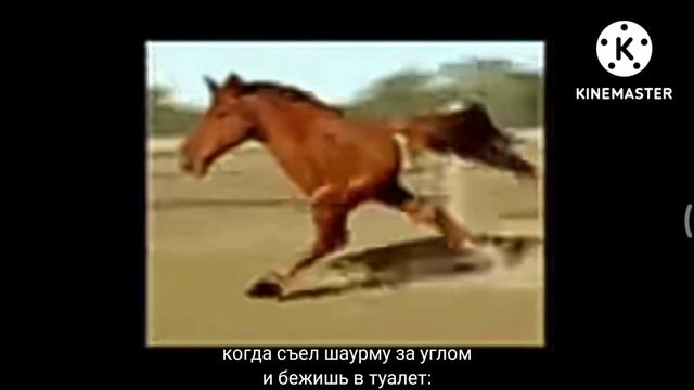 Лошадь бежит))) смотреть онлайн