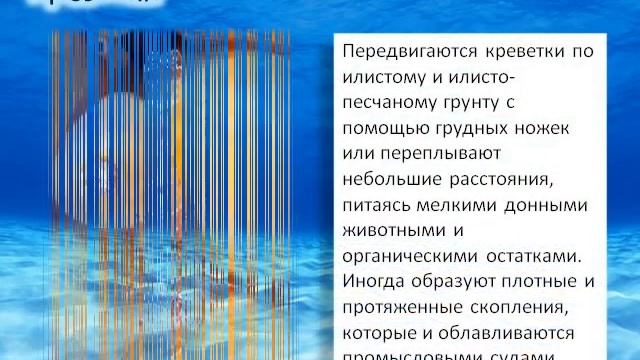 Марина Колосова. Обитатели Белого моря смотреть онлайн