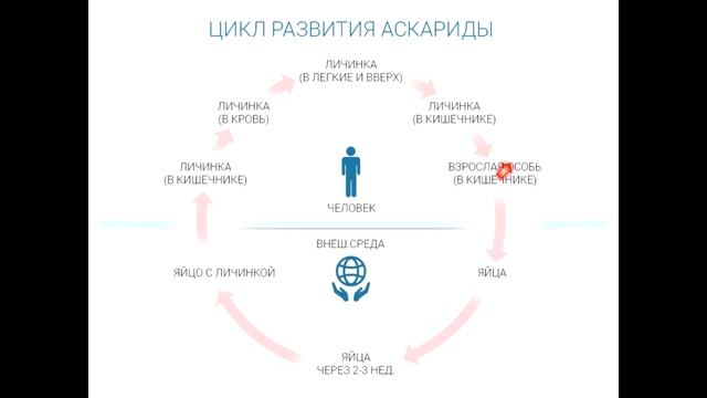 Тип Круглые черви смотреть онлайн