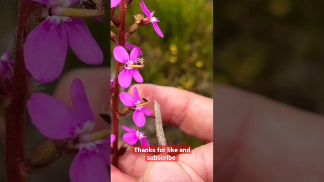 flower 🌼 🌸 🌻 🌹 🏵 🌼 🌸 смотреть онлайн