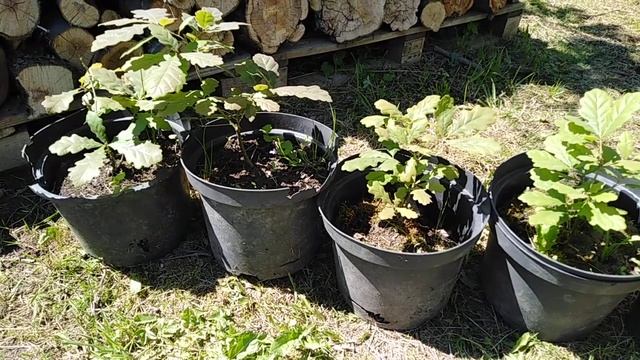 Дуб из желудей Вырастить дерево Мой опыт смотреть онлайн