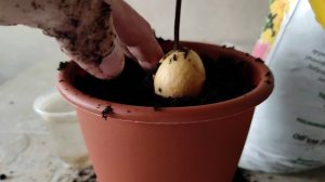КАК ПОСАДИТЬ АВОКАДО ИЗ ВОДЫ В ЗЕМЛЮ. АВОКАДО ИЗ КОСТОЧКИ В ДОМАШНИХ УСЛОВИЯХ.