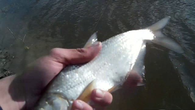 ФИДЕР НА РЕКЕ ДЕСНА В АПРЕЛЕ.Снасть ПАТЕРНОСТЕР для ловли на течении.Дикие места. смотреть онлайн