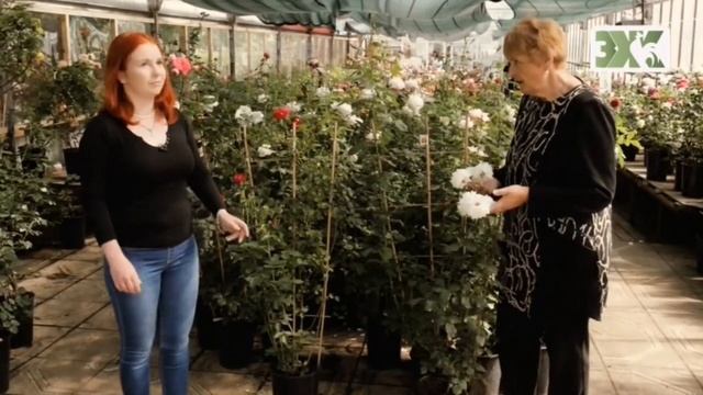 РАЗЛИЧНЫЕ ГРУППЫ РОЗ И АГРОТЕХНИКА ИХ ВЫРАЩИВАНИЯ смотреть онлайн
