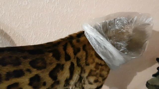 Целлофановые игры #18 смотреть онлайн