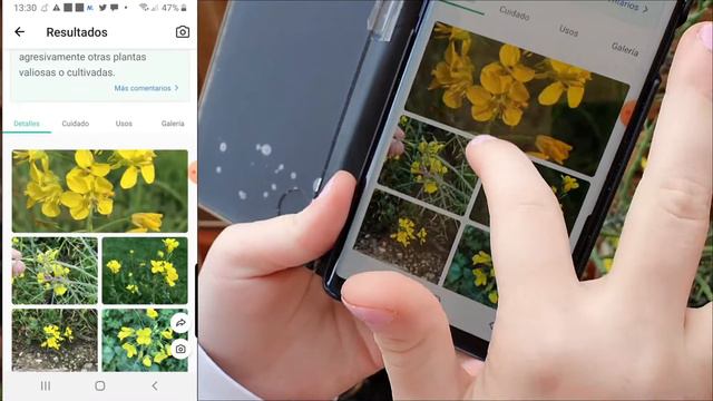 IDENTIFICAR PLANTAS con una FOTO, flores y árboles con PictureThis consejos y cuidados de plantas смотреть онлайн