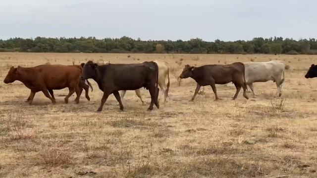 Крс мясного направления. Абердин. Лимузин. Симменталь смотреть онлайн