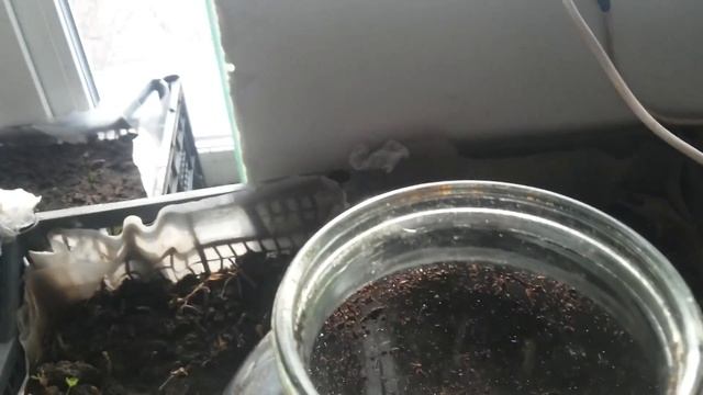Клубника из семян выращивание в стеклянной банке. смотреть онлайн