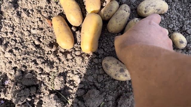 Обзор картофеля из картофеля на заказ , 29 августа 23 год . смотреть онлайн