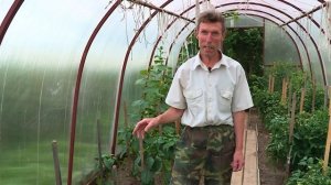 Как поливать помидоры и огурцы в теплице