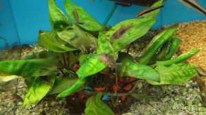 Криптокорина Понтедериеволистная (Cryptocoryne pontederiifolia)