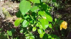 РОЗЫ: НОВАЛИС, ГРЕХАМ ТОМАС, АНДРЕ ТЮРКА 29.07.23