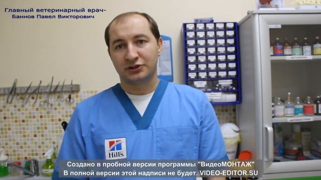 Вы подобрали котенка на улице, что делать дальше? смотреть онлайн