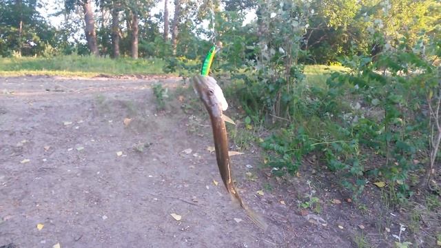 Сто граммовая щука пойманная на воблер минноу (minnow). смотреть онлайн