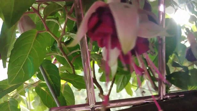 Фуксия переезд с балкона. смотреть онлайн