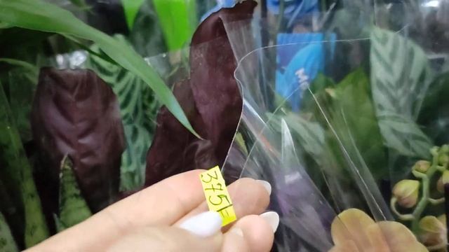 Сногсшибательный завоз ОРХИДЕЙ в магазине "ЦВЕТЫ"???. НЕ УДЕРЖАЛАСЬ - купила себе красотку???❤️❤️ смотреть онлайн