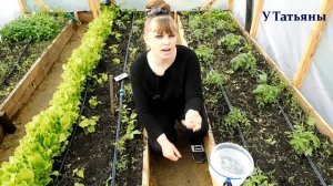 НАШАТЫРНЫЙ СПИРТ - как УДОБРЕНИЕ и от ВРЕДИТЕЛЕЙ для растений!