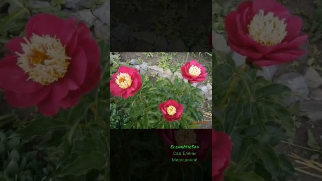 Мои Любимые Пионы. Мой Сад. смотреть онлайн