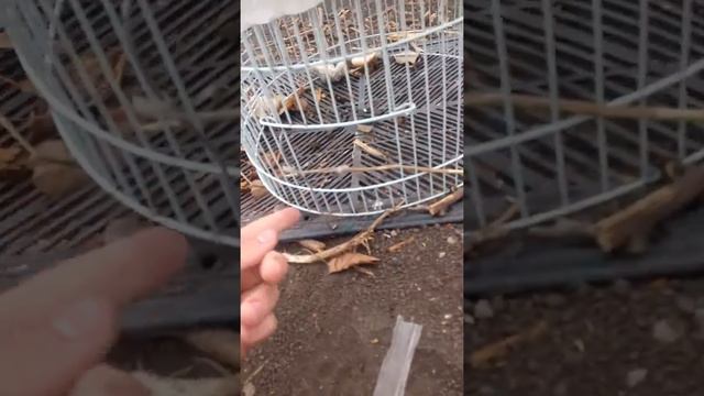 Как поймать синиц? смотреть онлайн