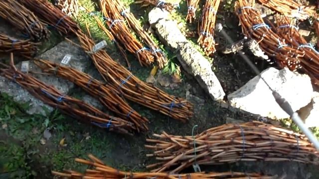 Закладка лозы на зиму 2016 смотреть онлайн