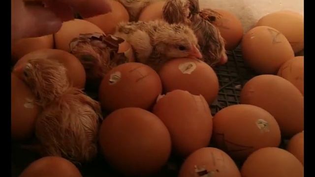 ЦЫПЛЯТА МАСТЕР ГРЕЙ?/ ВЕНГЕРСКОЕ ЯЙЦО ?/ВЫВОД ИНКУБАЦИЯ смотреть онлайн