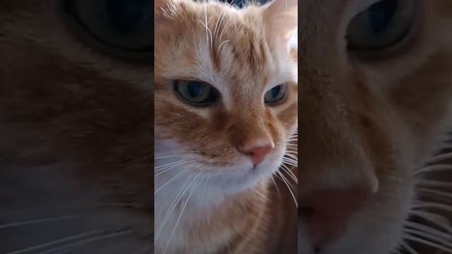 🐈Распорядок дня кота Цезаря. 🤗(Посвящается Дню Кошек) смотреть онлайн