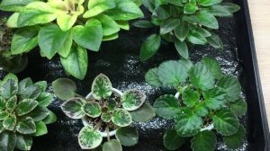 Полив. Капиллярные маты для мини фиалок