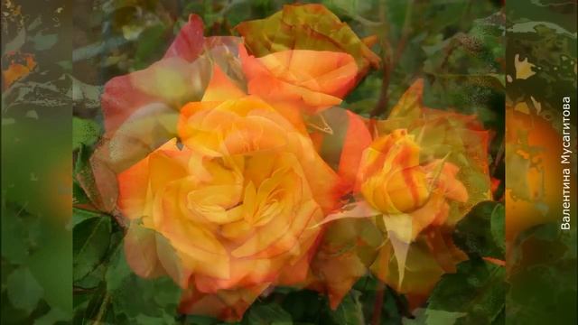 ❀ Роза флорибунда: лучшие сорта. Часть 2 смотреть онлайн