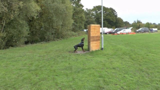 Doberman david von hunnoterra bark and hold at 9 months old schutzhund training смотреть онлайн