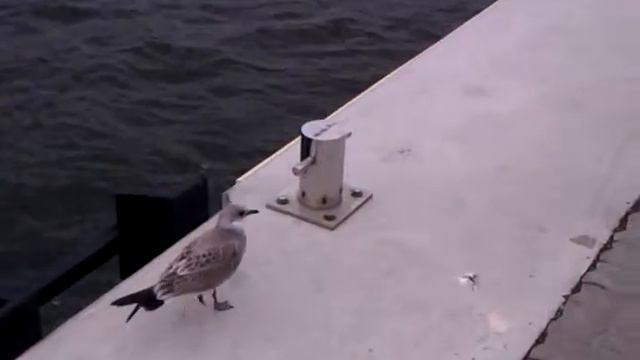 Птенец баклана смотреть онлайн