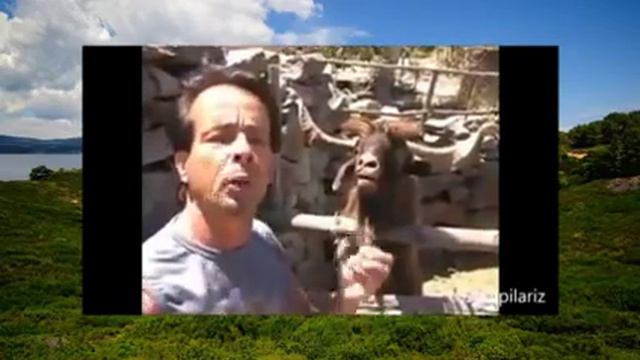 Животные ведут себя ка люди Веселая подборка видео с животными смотреть онлайн
