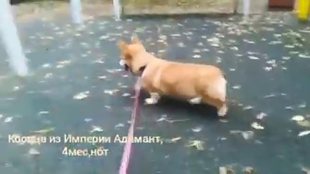 Вельш-корги пемброк. Щенки. Продажа. смотреть онлайн