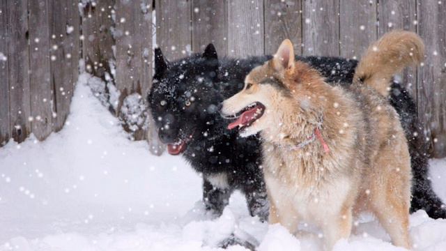 С НОВЫМ ГОДОМ СТАЯ! ЧТОБ ВСЕ У ВАС БЫЛО И ВАМ ЗА ЭТО НИЧЕГО НЕ БЫЛО! ЛЮ ВАС! 💆🏻♀🤘🏿💪🏿 смотреть онлайн