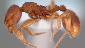 Необычные муравьи России которых никто не держит. #МуравьиЯрославль