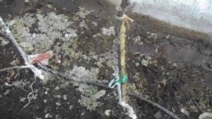 Колоновидные яблони в Сибири! Итог первого года зимовки!