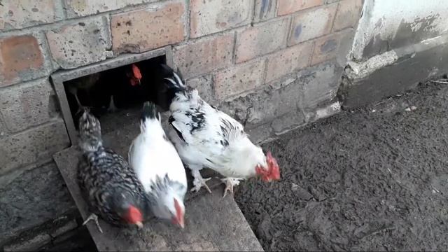 Готовка//Утренняя управа/