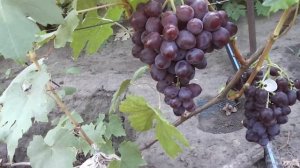 Сверхранний бордо- новая гибридная форма винограда Голуба Анатолия Алексеевича