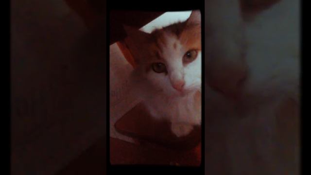 Смешная киця:-) по имени Жасмин :D смотреть онлайн