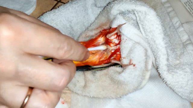 Выпадение клоаки? Как вправить... смотреть онлайн